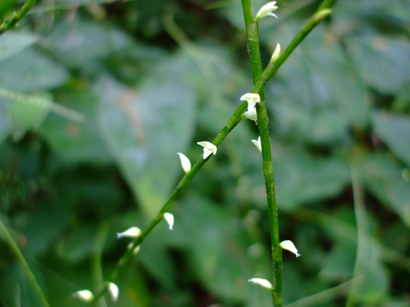 Polygonum virginianum